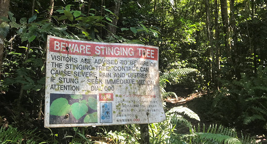 Stinging tree warning sign at Crystal Cascades