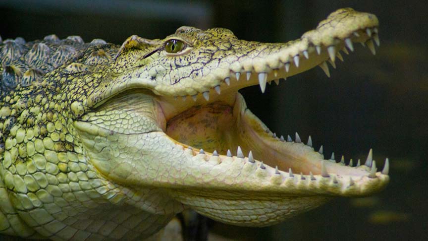 A man has been attacked by a saltwater crocodile off the coast of Cape York.